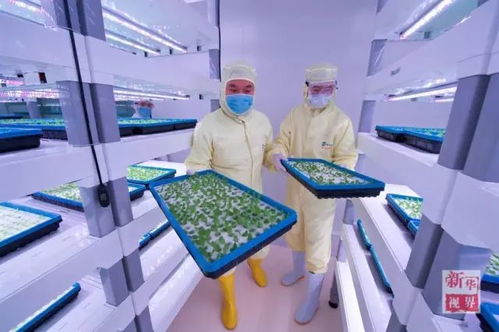 云端之上的菜园 网络信息技术如何重塑植物工厂的仓库蔬菜革命